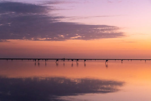 Visiter la Camargue en 3 jours : itinéraire & activités